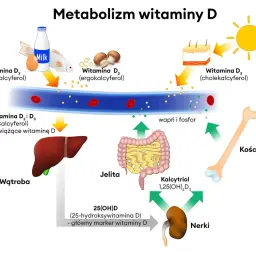 Schemat metabolizmu witaminy D, pokazujący jej źródła (słońce, ryby, jajka, grzyby), wchłanianie w jelitach, przemiany w wątrobie i nerkach, oraz wpływ na poziom wapnia i fosforu w kościach.